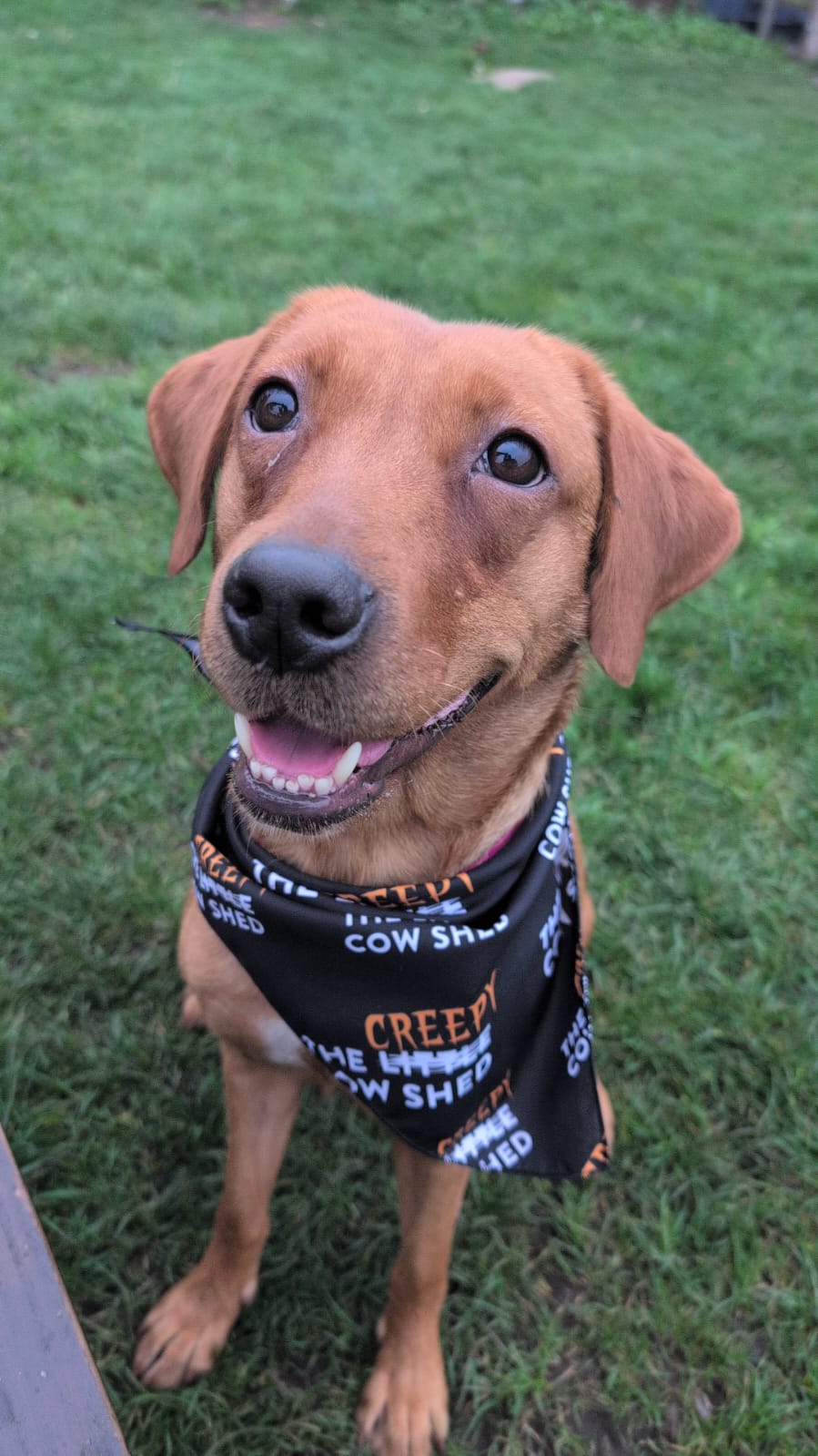 Rosie the fox-red Labrador